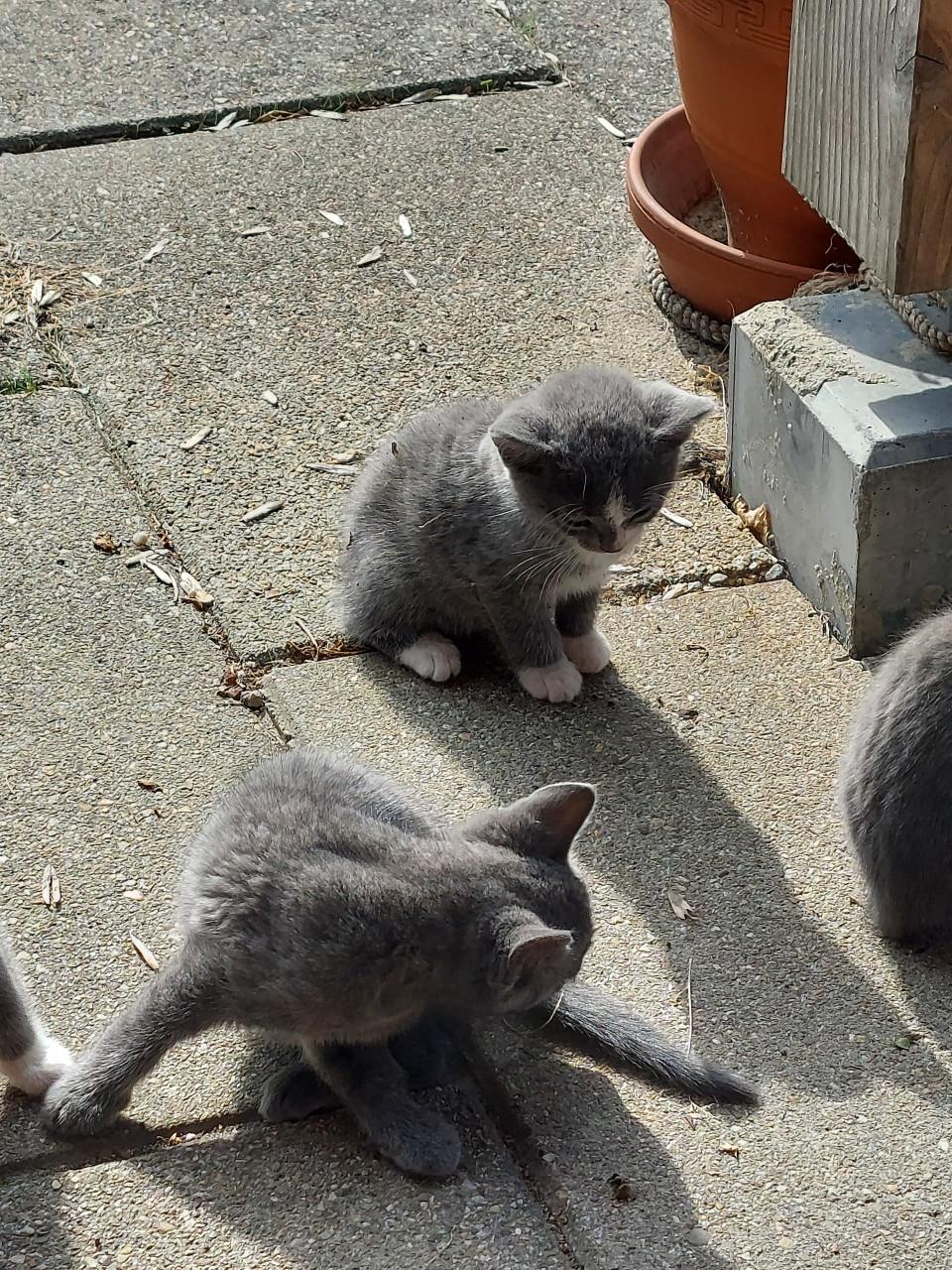 Kittens