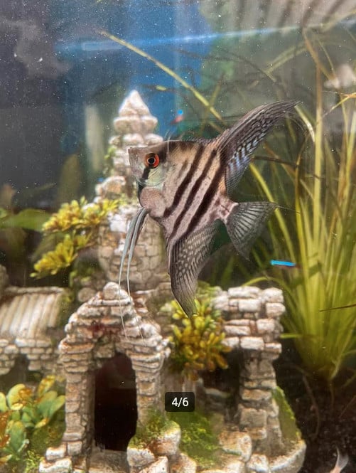 Superfish Qubiq 60 pro