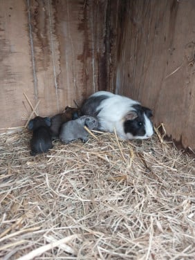 Cavia's mogen ook apart weg