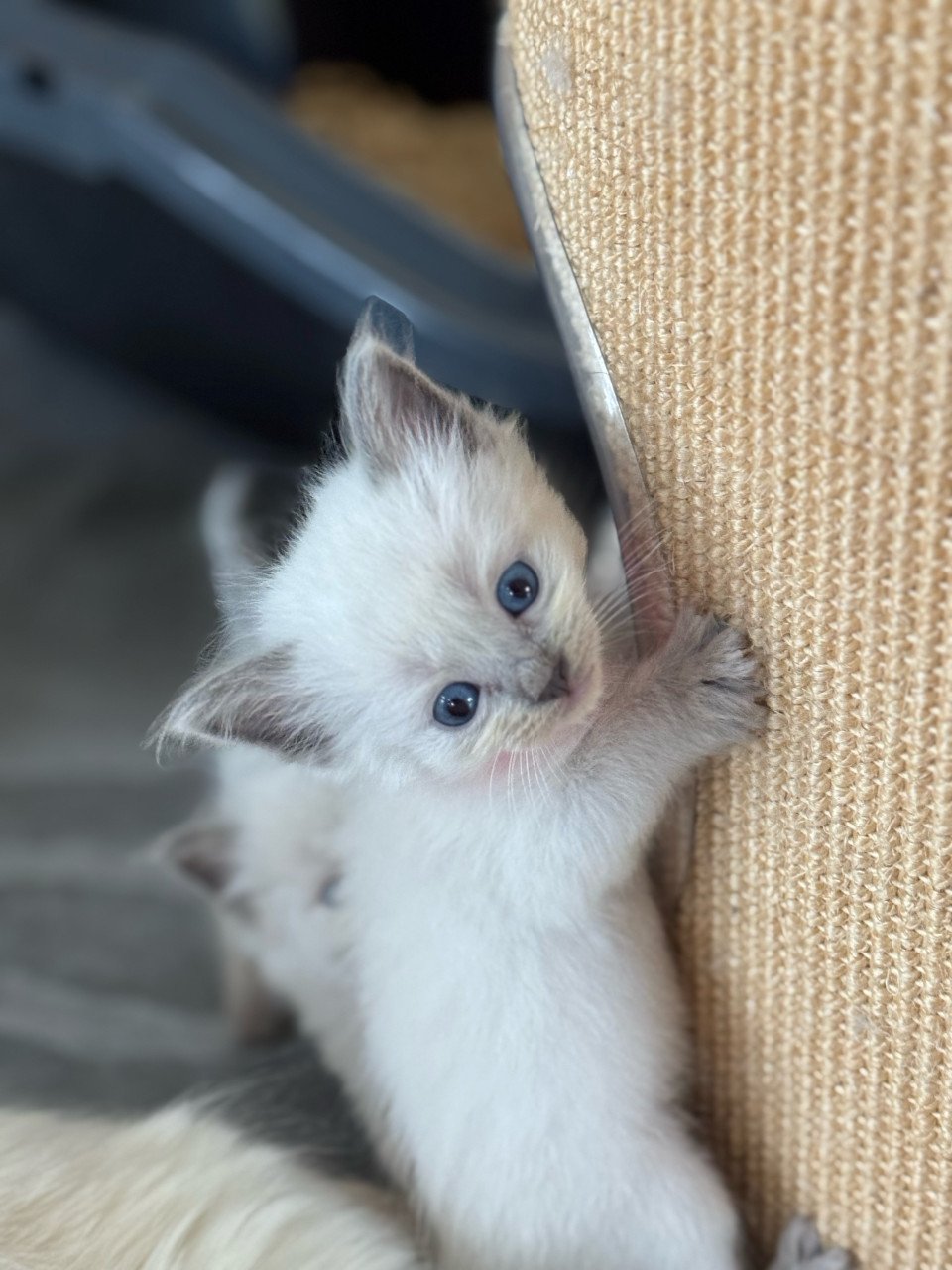 Ragdoll x Nebelung poesjes en katertjes kittens