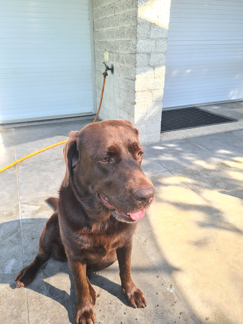 Lief Labrador-duo zoekt een warm en liefdevol thuis.