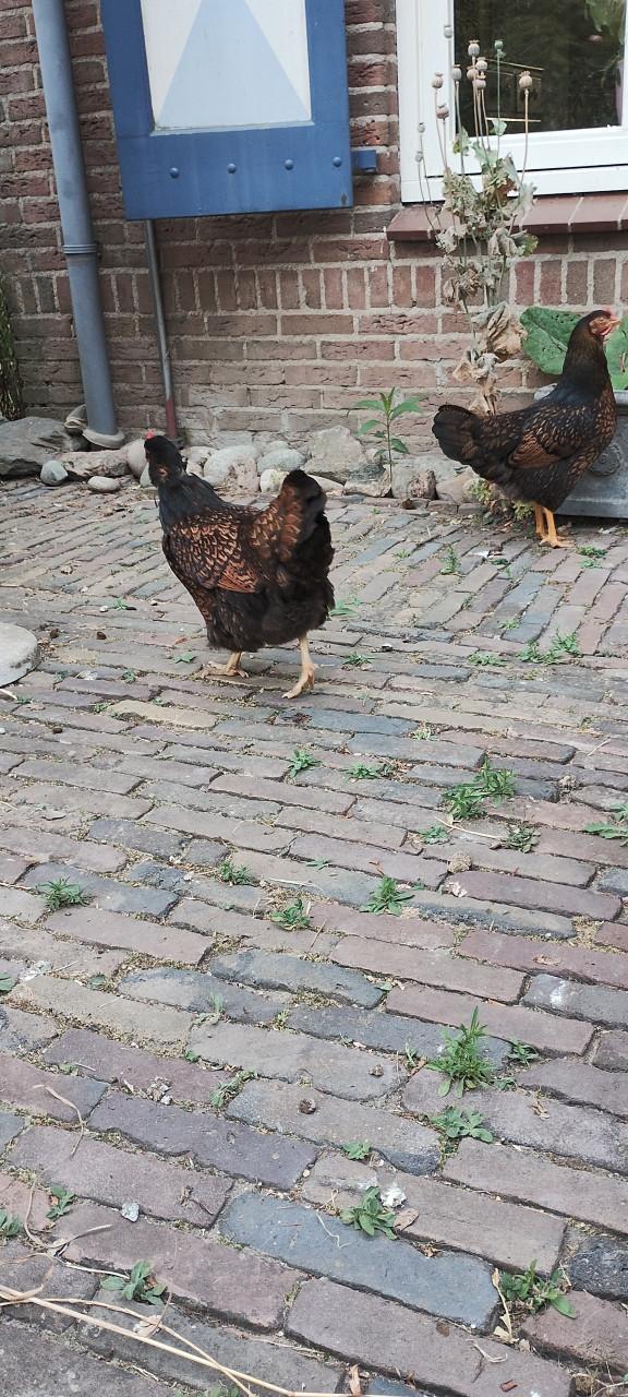 Goed huis gezocht voor kippen