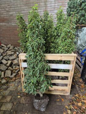 Portugese laurier haagplanten 125-150 cm