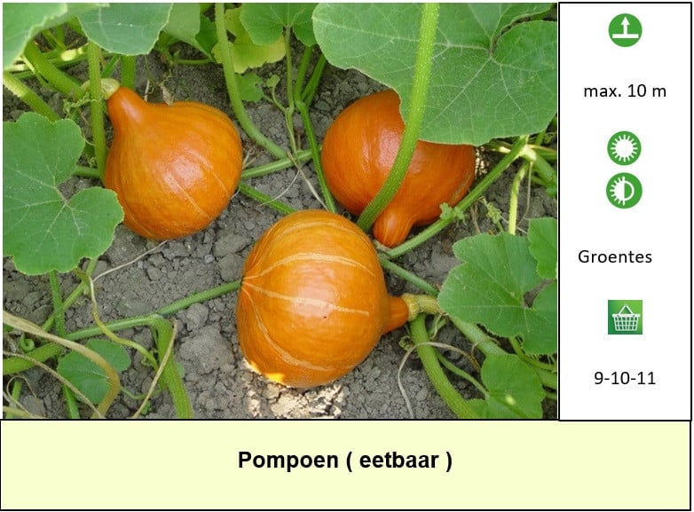 Nu ook groenteplanten in ons plantenkraampje voor €1,25 p/st. ++ TIP ++