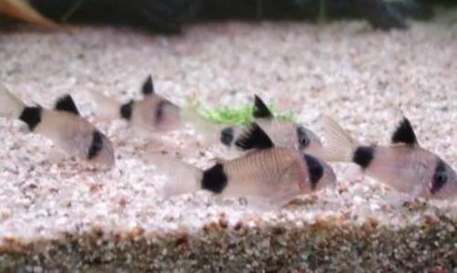 Corydoras Panda Jonge Vissen