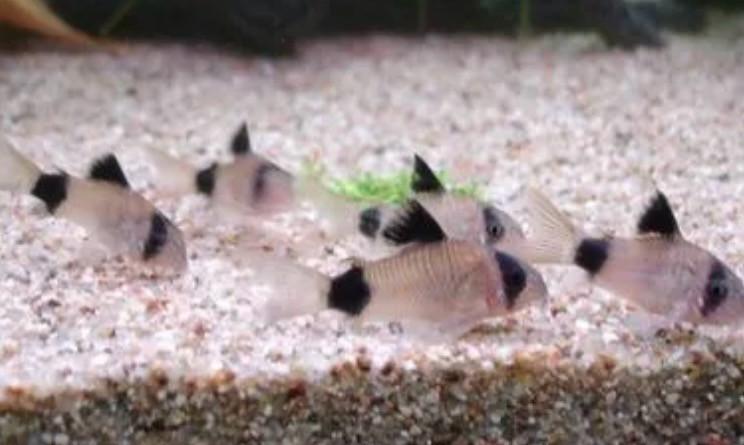 Corydoras Panda Jonge Vissen