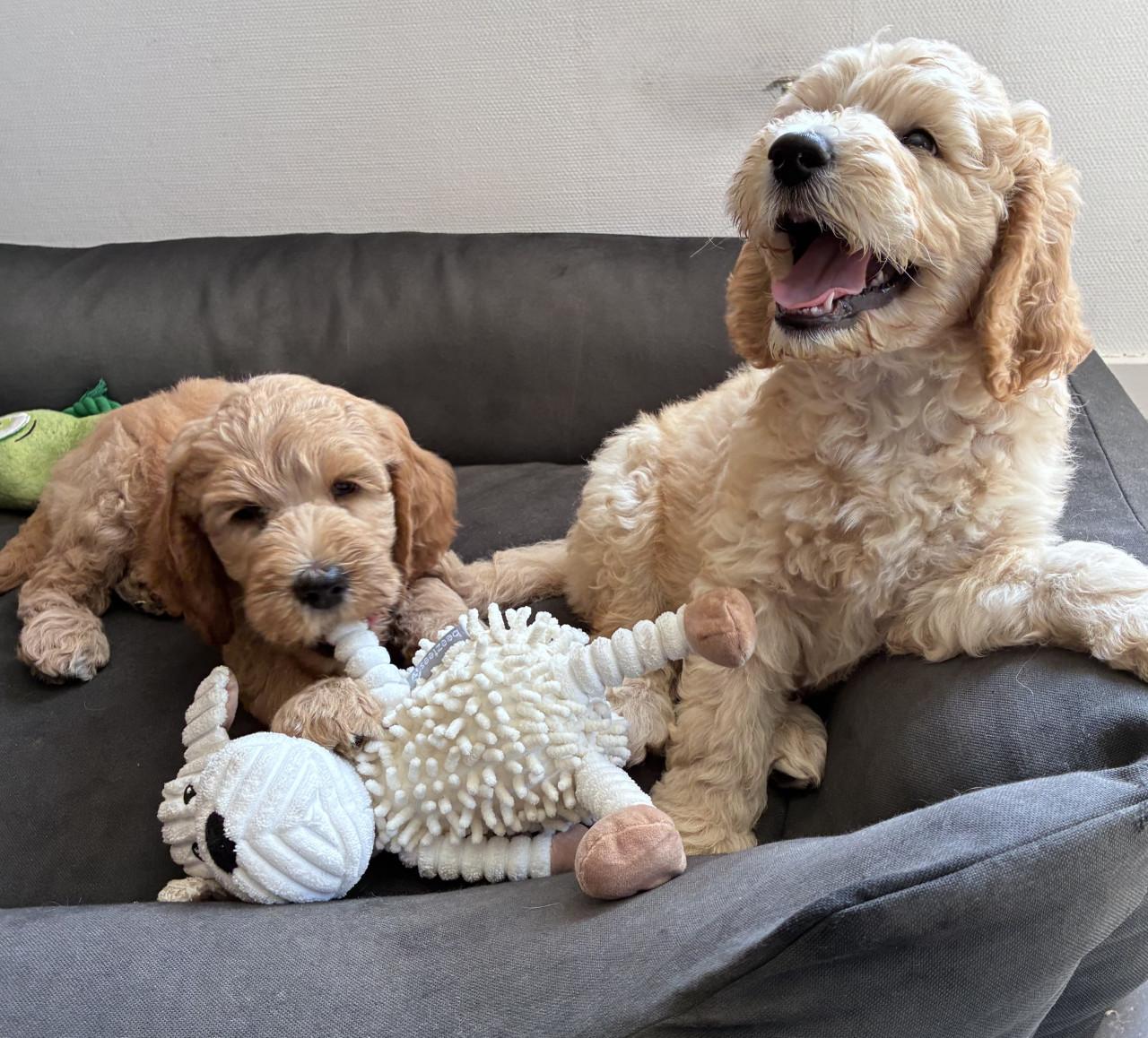 Labradoodle pups