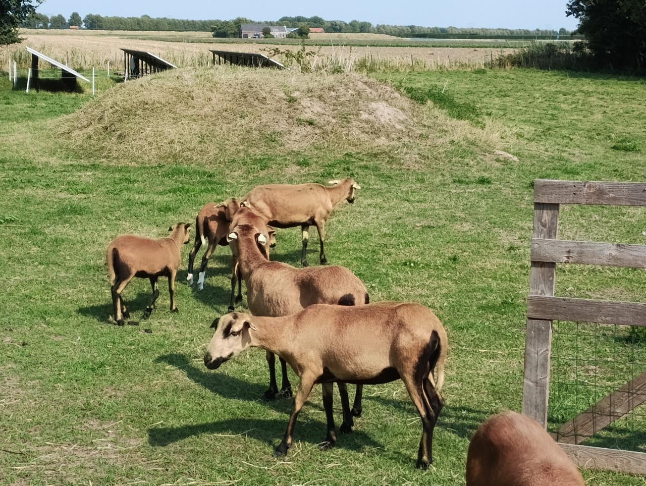 Schapen barbados black belly
