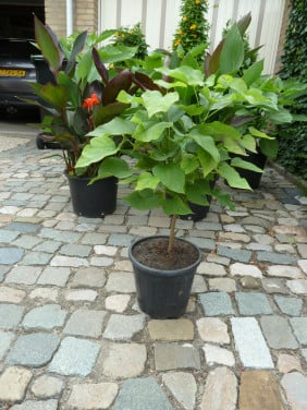 BOLBOOMPJE