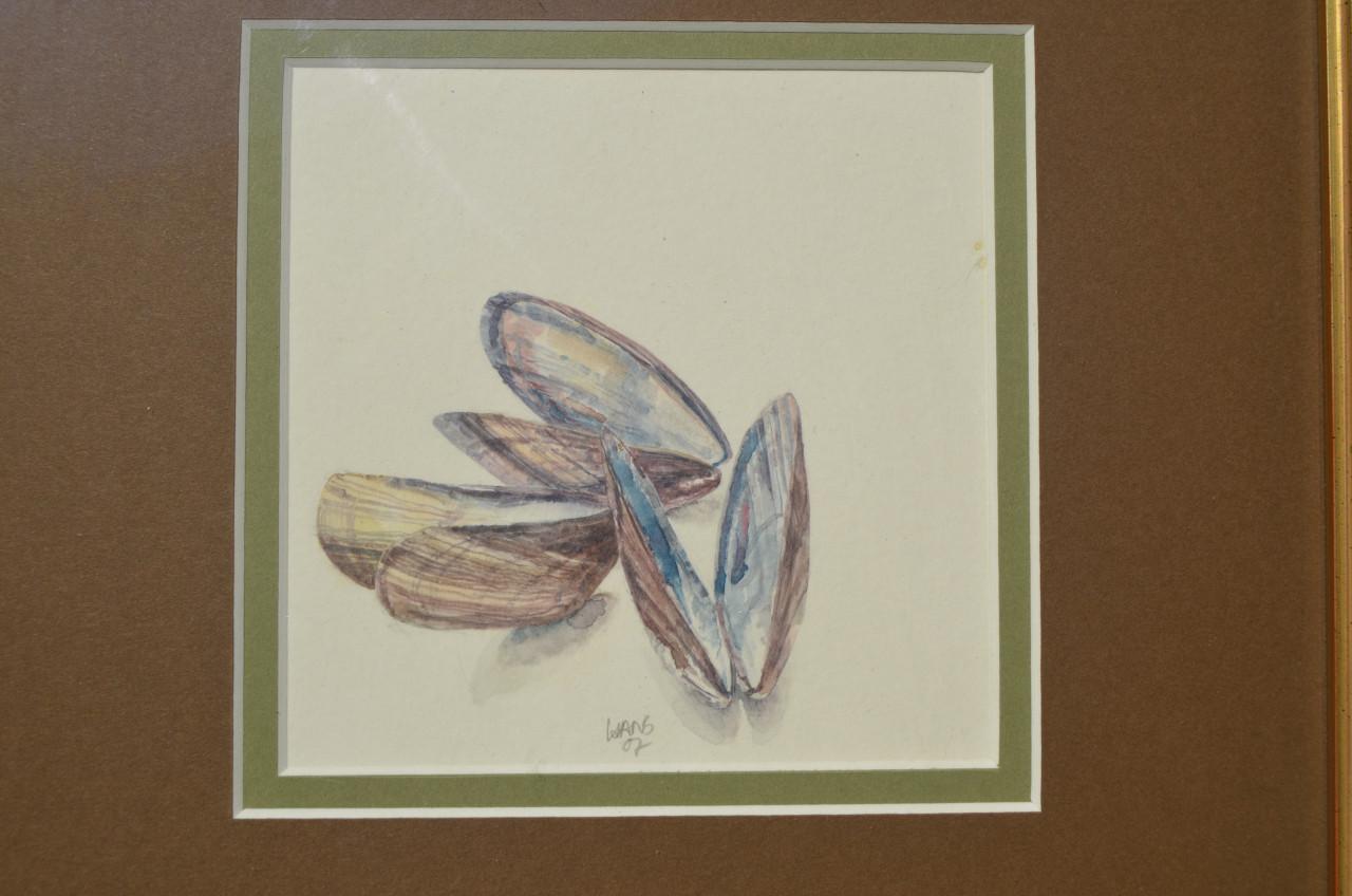 Aquarel 'Mosselschelpen' Hans Hohmann 2007