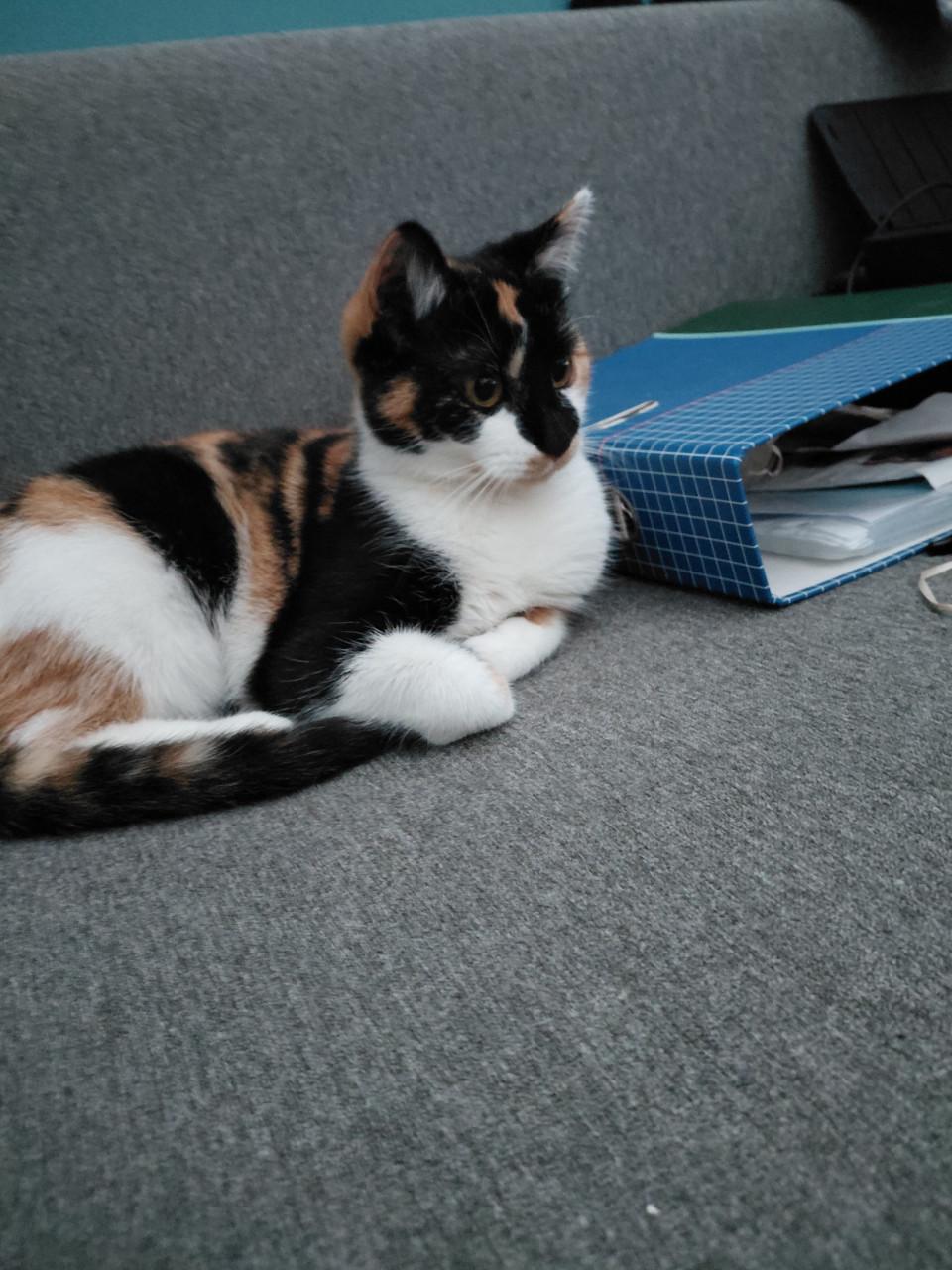 2 katten zijn zusjes met elektronische kattenbak en toebehoren kan ook apar