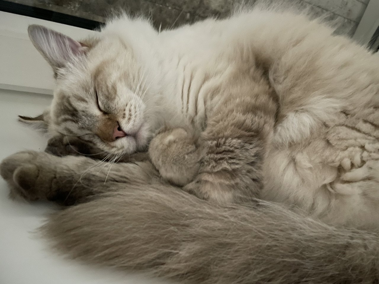 Ragdoll katers