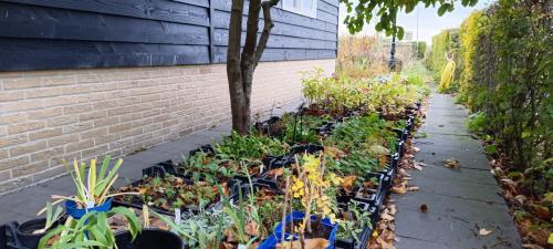 ENKEL op zaterdag 8 november planten slechts € 1,- p/st. + LAATSTE KANS +