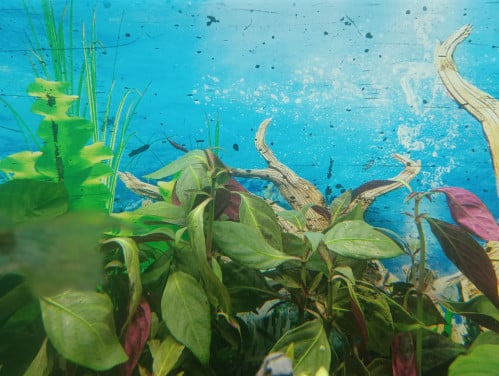 Aquarium plantjes
