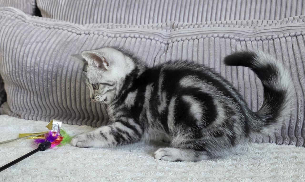 Raszuivere Brits korthaar kittens (Whiskas)