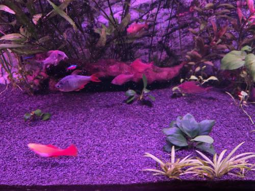 Vissen plus planten en tweestuks hout.