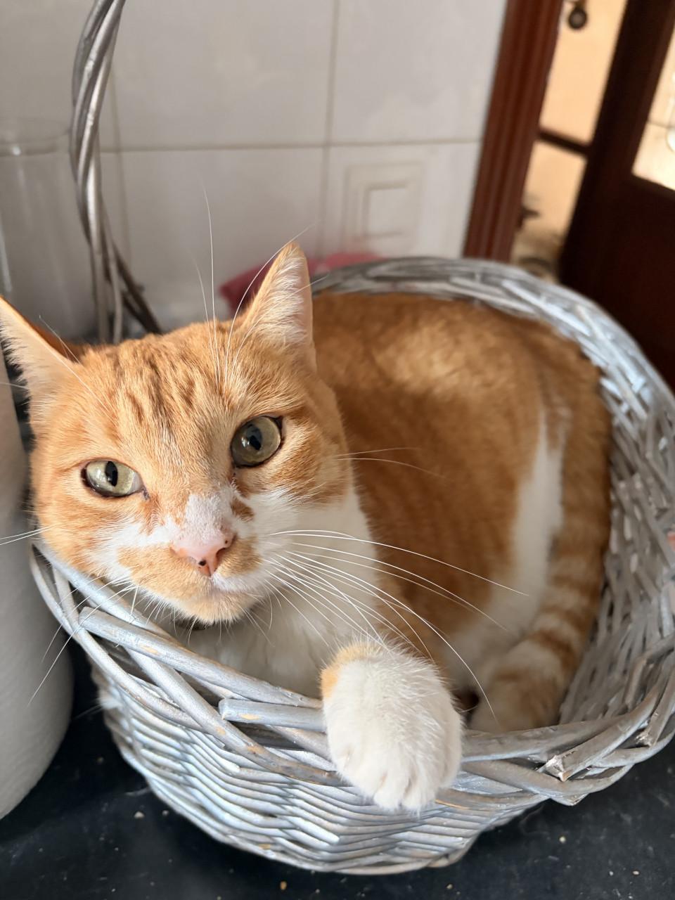 Pet sitter
