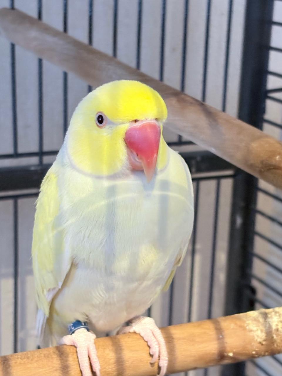 Koppel halsbandparkieten