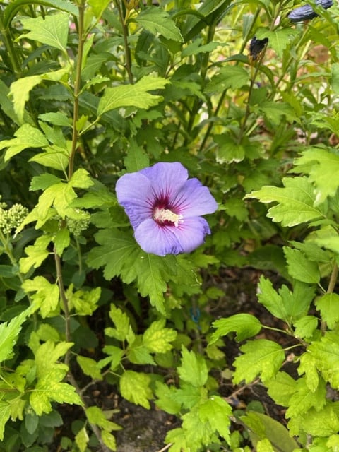 Hibiscus
