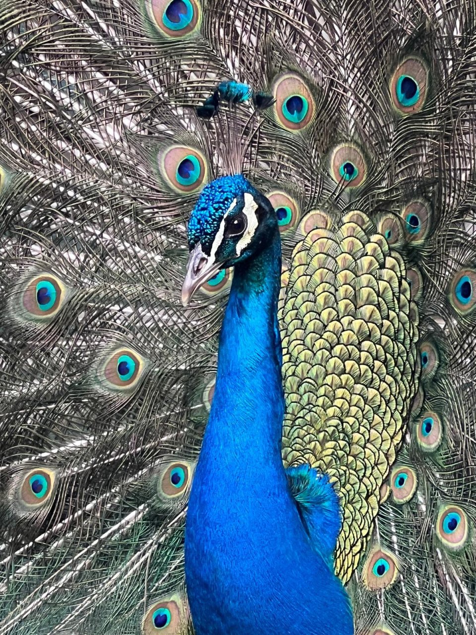 Jonge blauwe pauwen