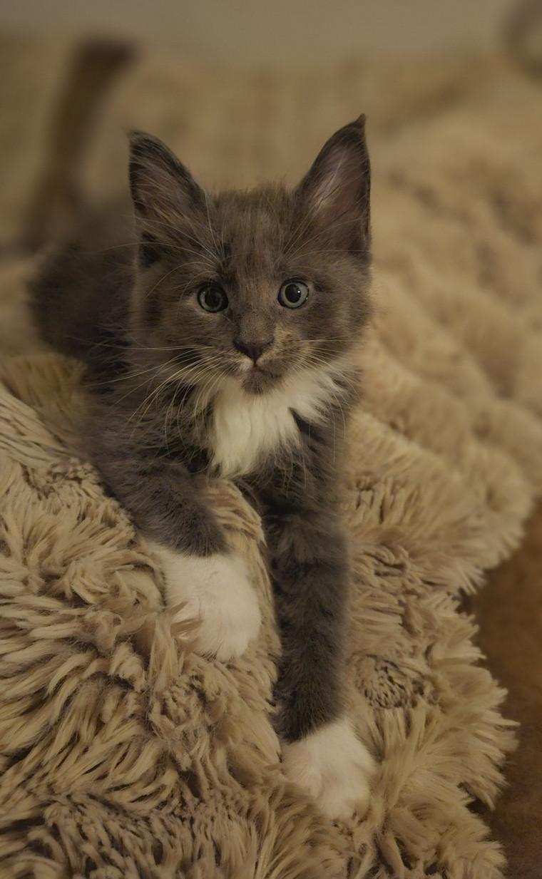 Maine coon kittens