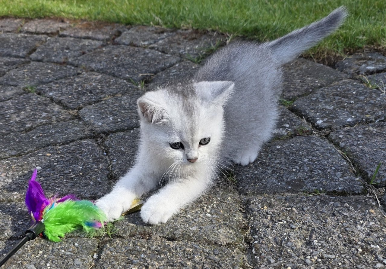 Brits korthaar silver shaded kitten (kater)