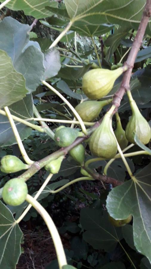 Vijgenplanten in pot. Winterhard