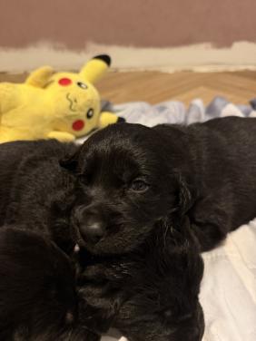 Duitse herder - labrador pups (nog 1 teefje beschikbaar)