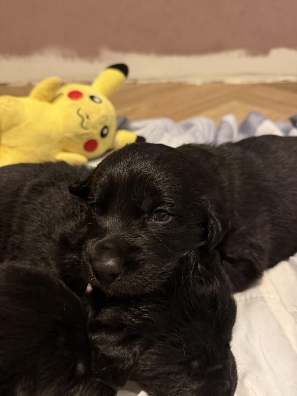Duitse herder - labrador pups (nog 1 teefje beschikbaar)