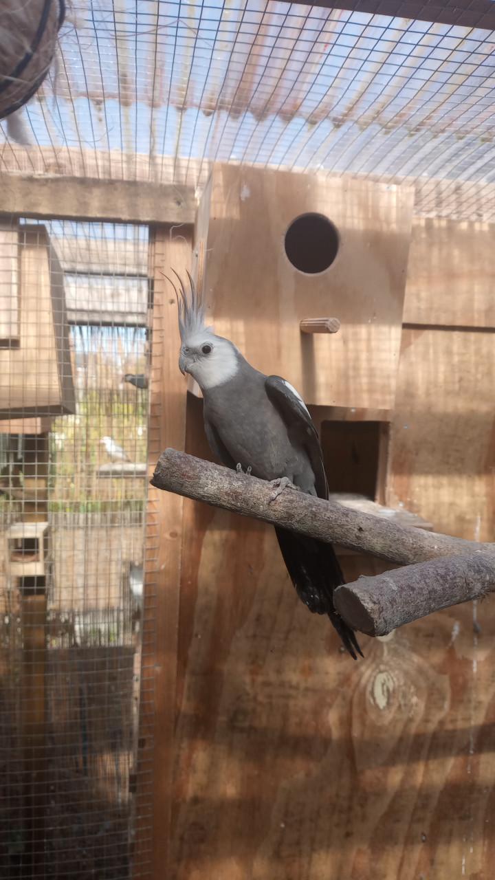 Koppel valkparkieten