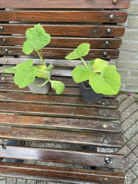 Hoikkaido pompoen plantjes