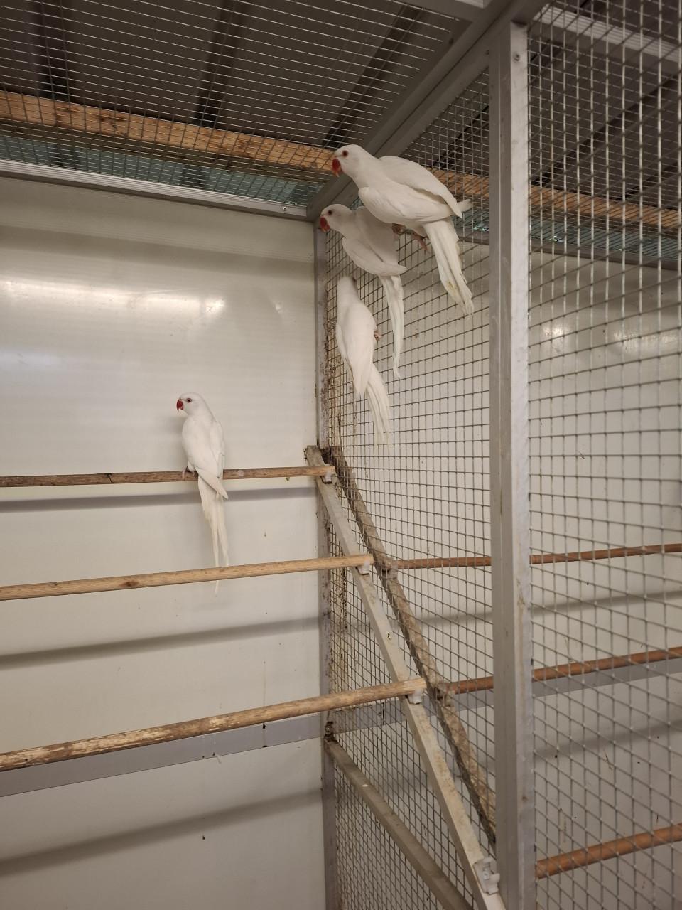 Witte halsbandparkieten