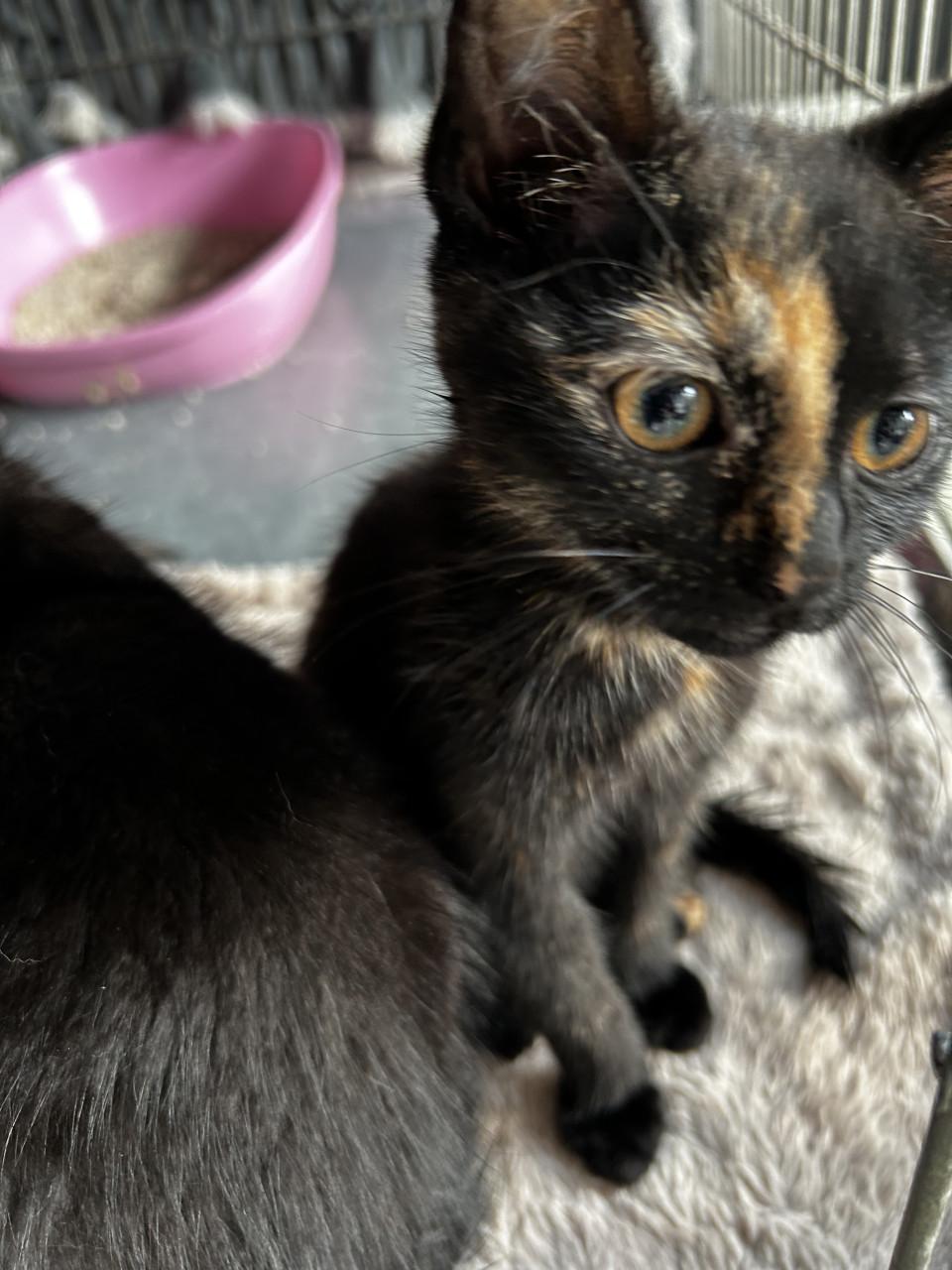 Kittens