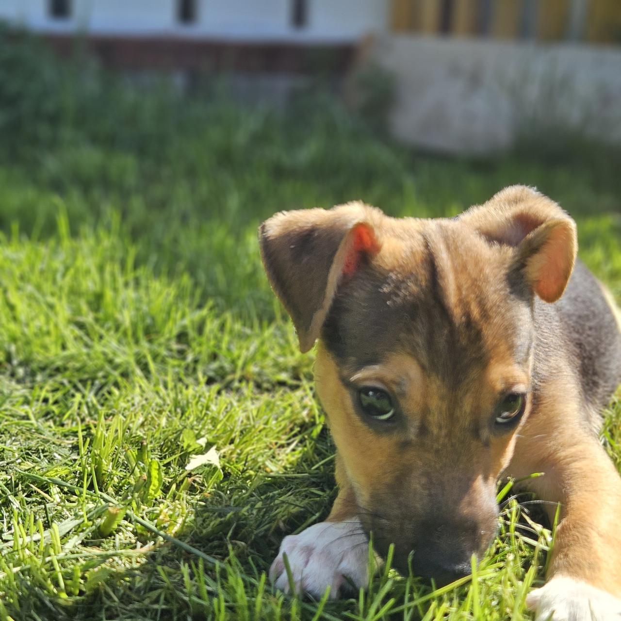 Jack Russell pups