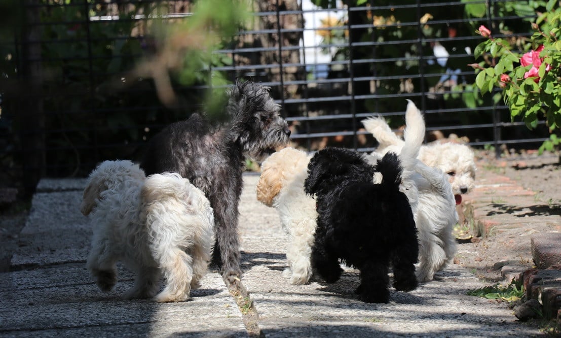 Maltipoo pups beschikbaar