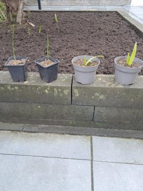 Zaailingen van palmboom