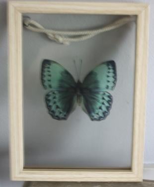 Houten glazen lijstje met vlinder afbeelding