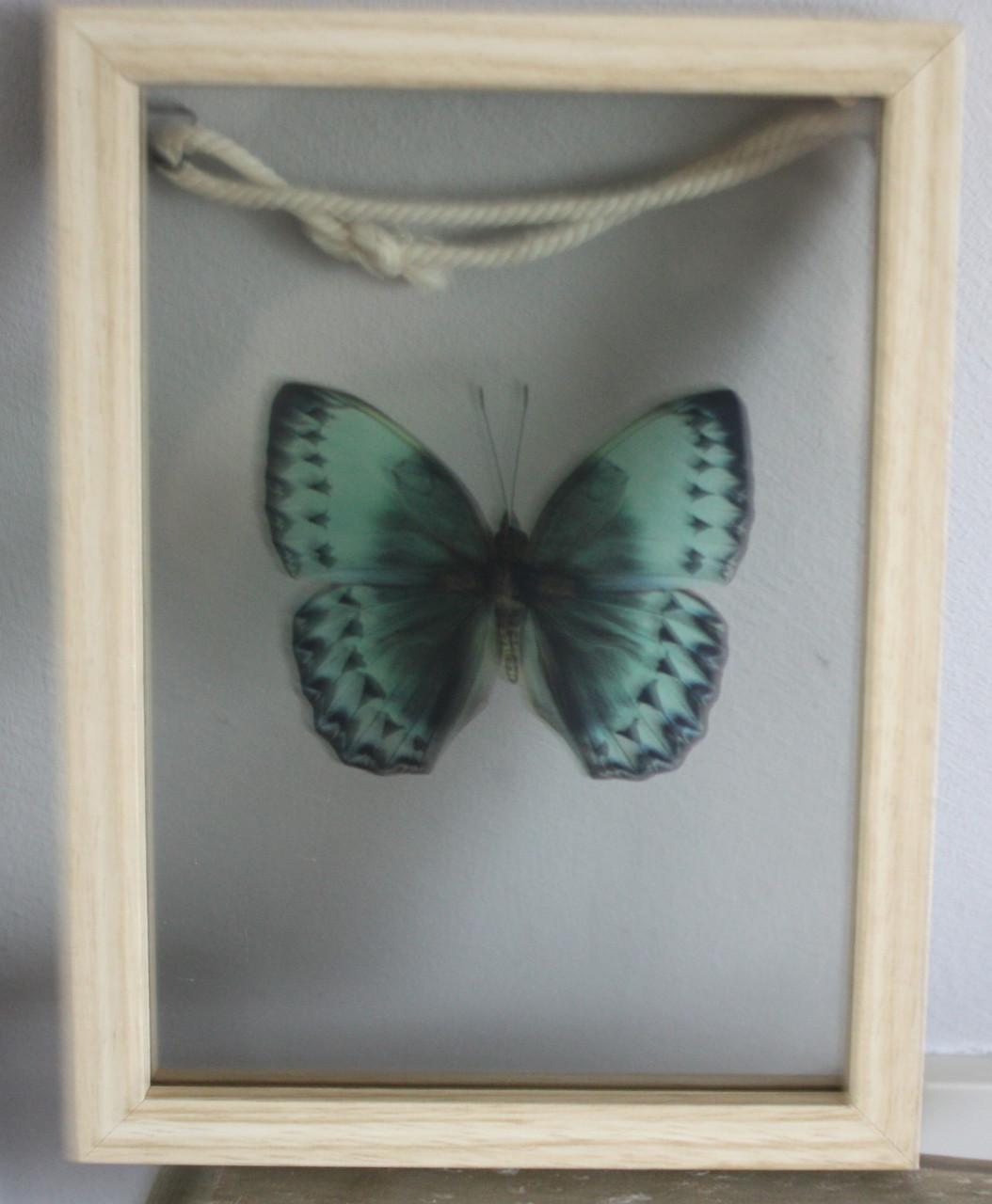 Houten glazen lijstje met vlinder afbeelding