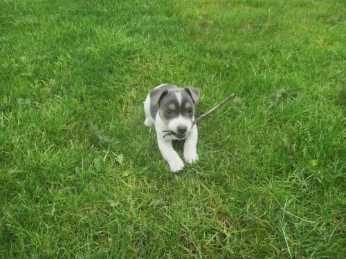 Mooie jack russell pups