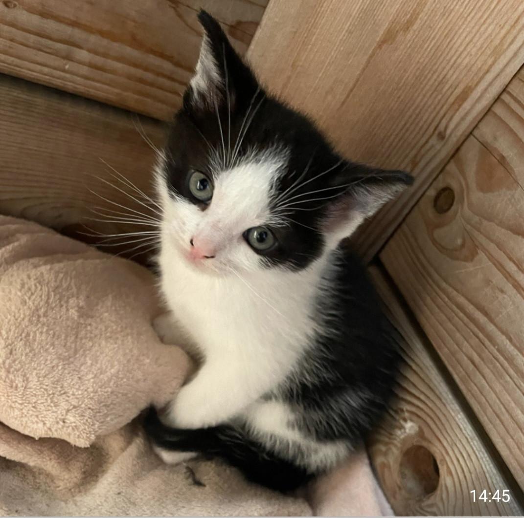 Gereserveerd. Kittens ( nog 1 zwart-witte beschikbaar)