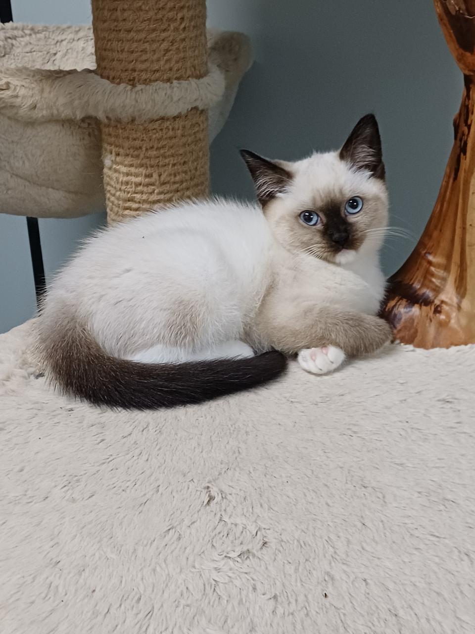 Mooie Brits Korthaar x Ragdoll kittens mogen verhuizen.