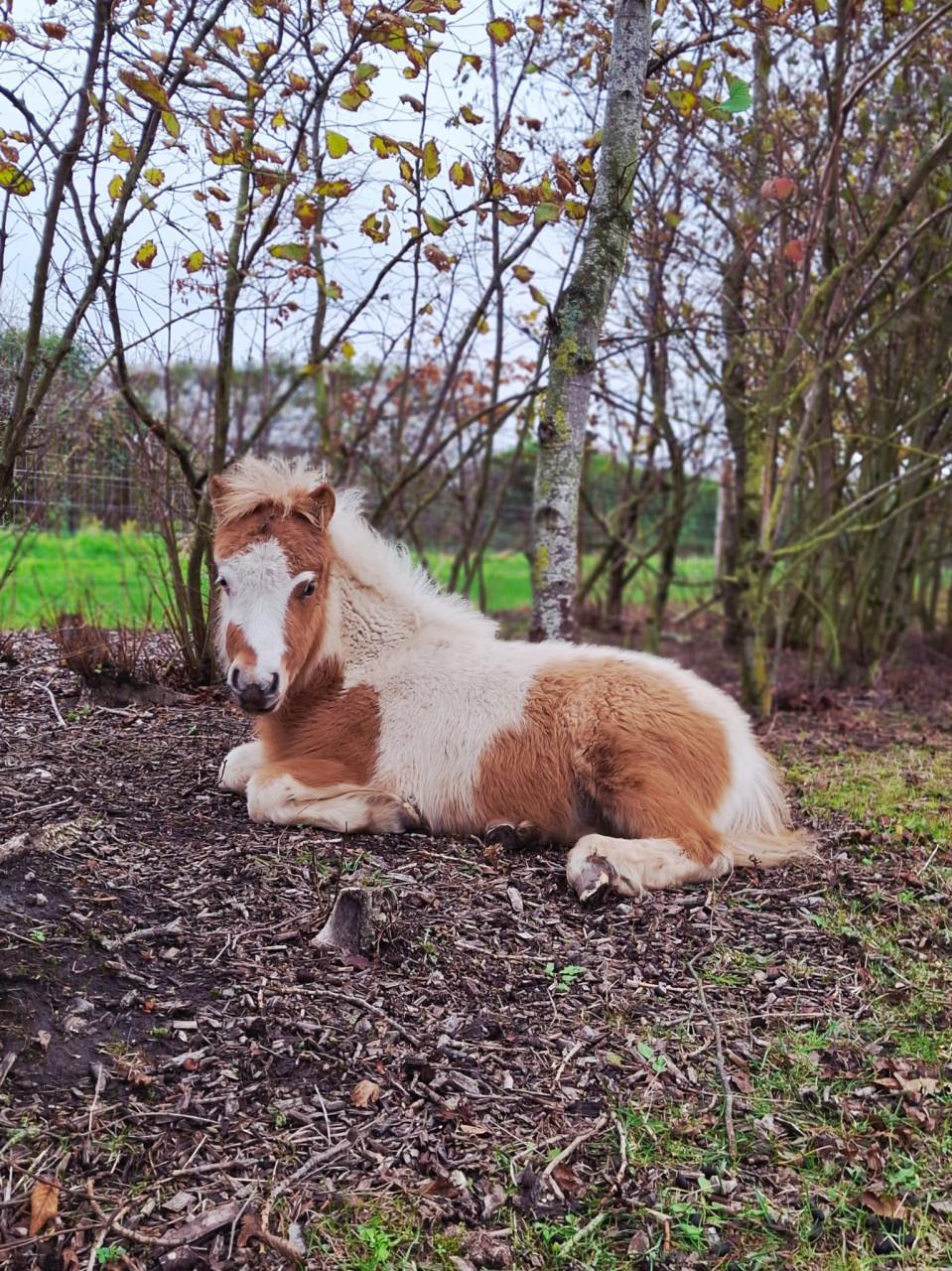 Mini paardje