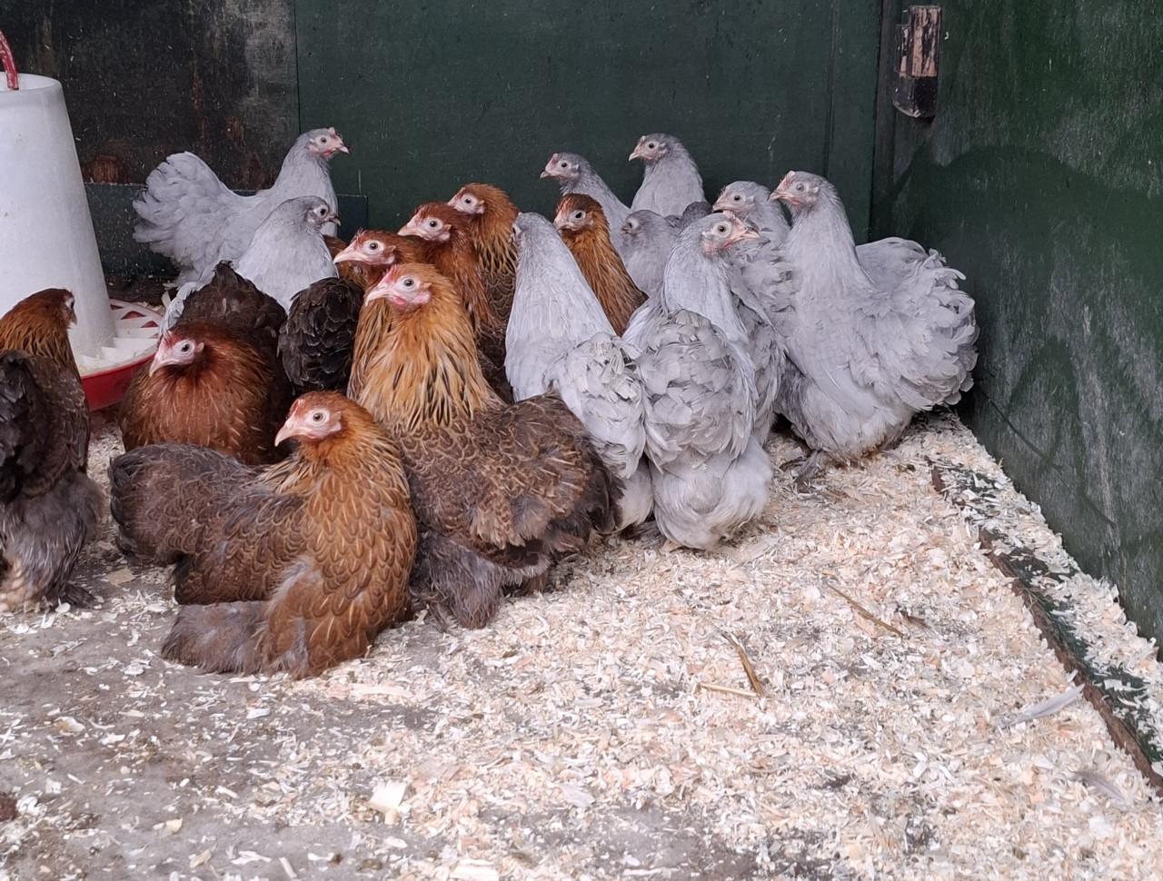 Ruime keuze uit allerlei legkiprassen- en krielrassen