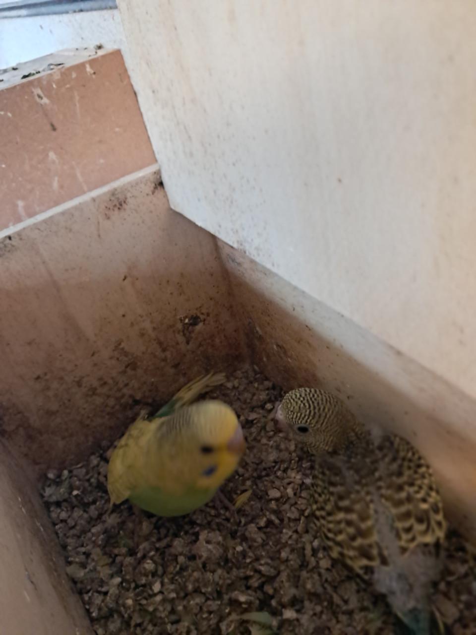 Koppel grasparkieten en 4 jongen.