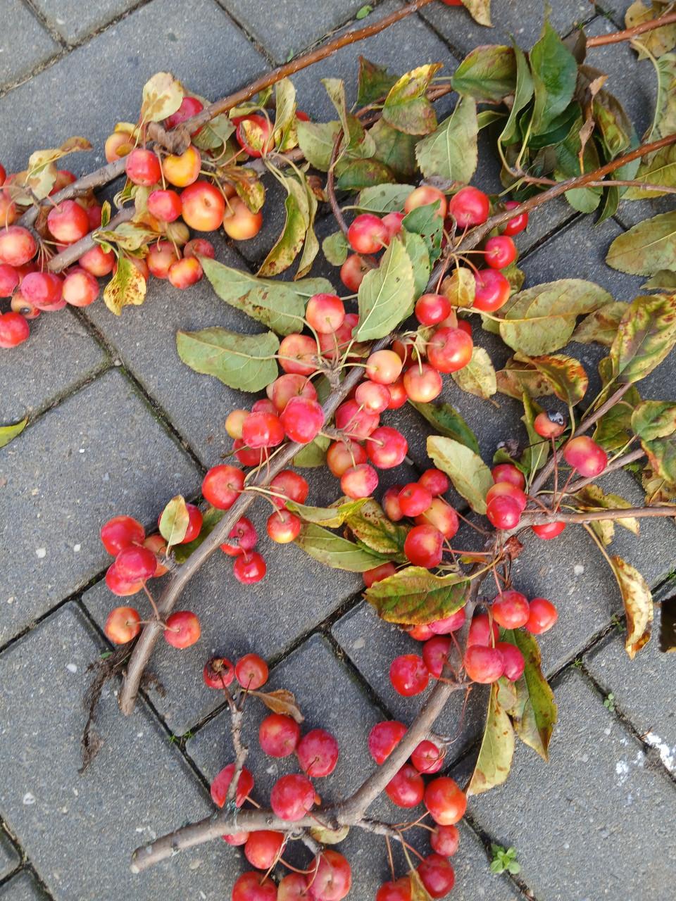 Sierappeltjes