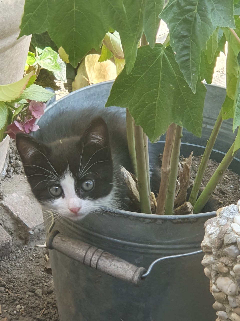 Kittens interesse ophalen mogelijk kitten poes poesjes poezen