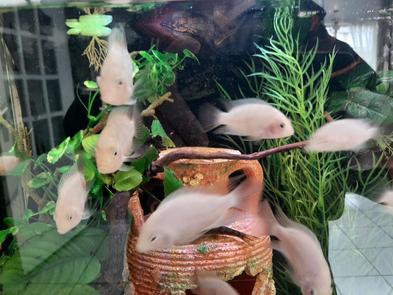 Zebracichlide albino