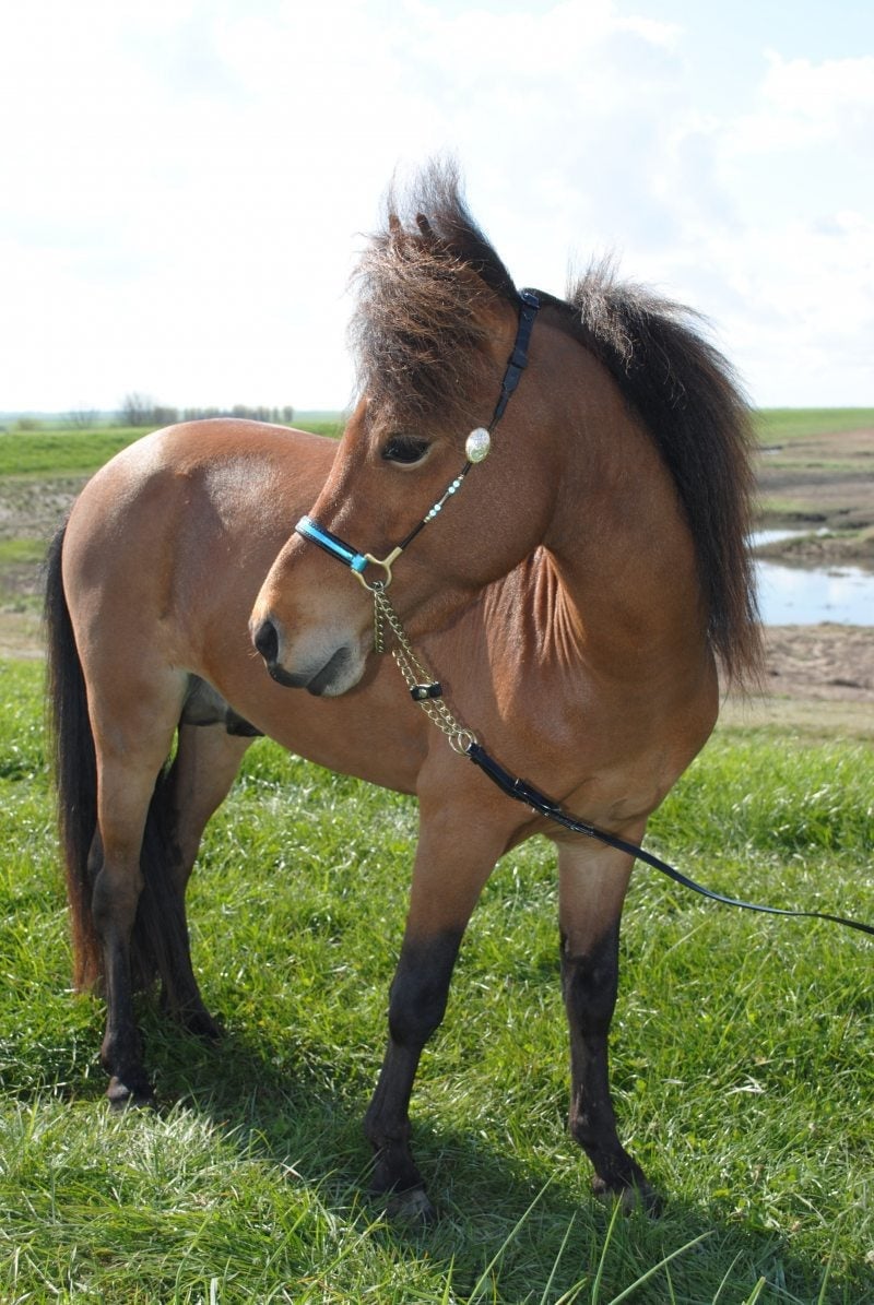 Raszuivere falabella hengst/ruin