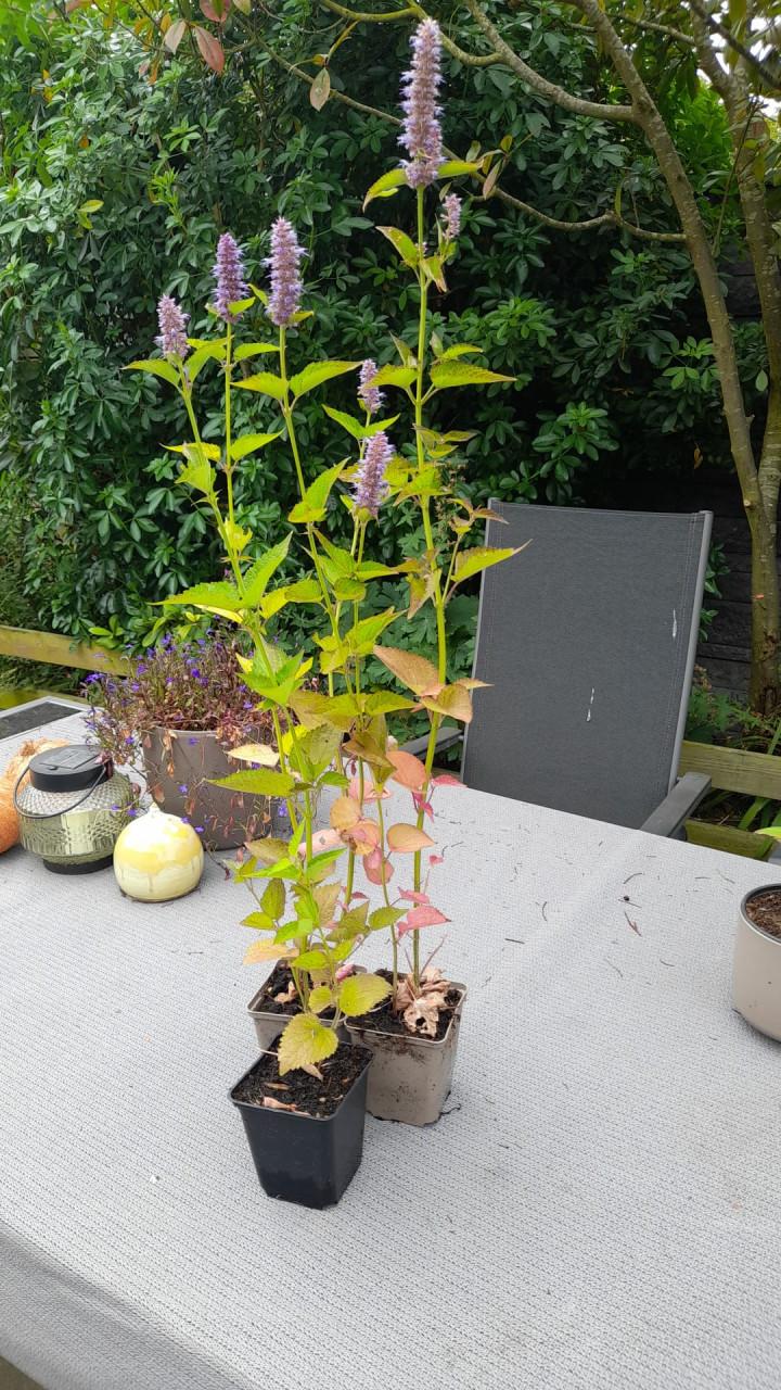 Vaste planten
