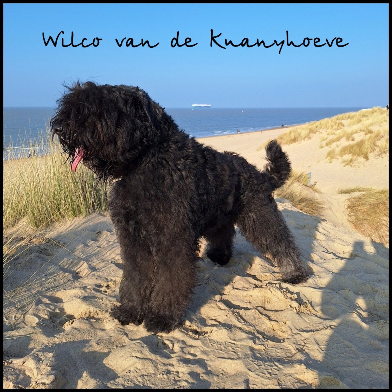 Bouvierpuppy`s inschrijven nog mogelijk